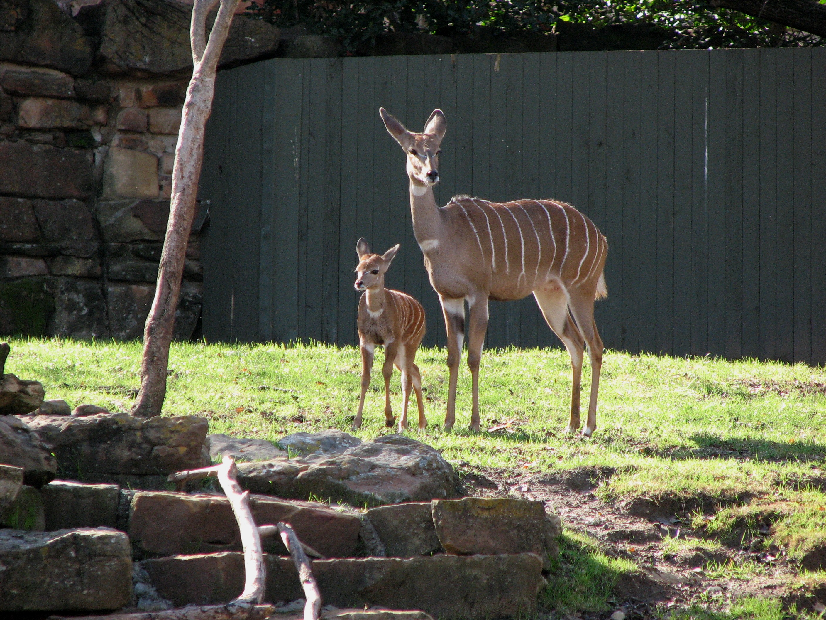 Fort Worth Zoo Animals seconews.org